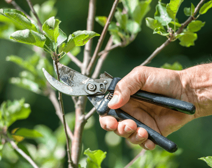 TREE CARE SERVICES