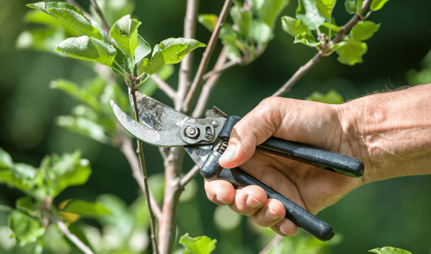 Ryan's Tree Care